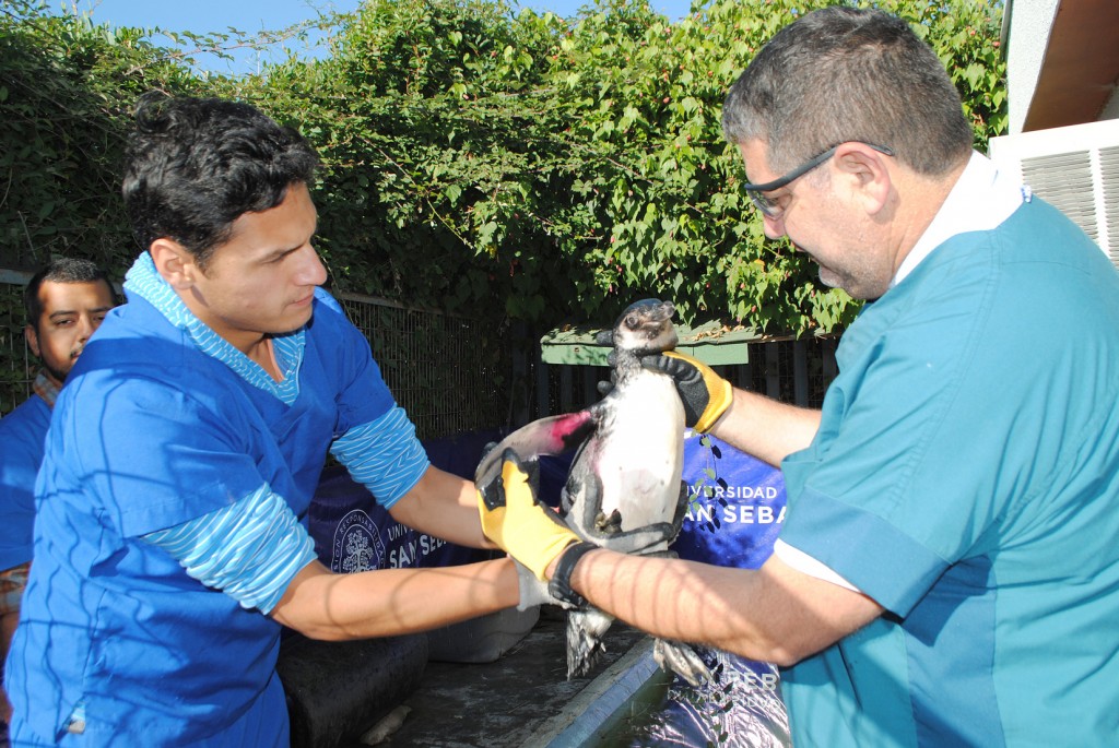 Cuatro pingüinos regresaron a su hábitat luego de mejorar en la USS