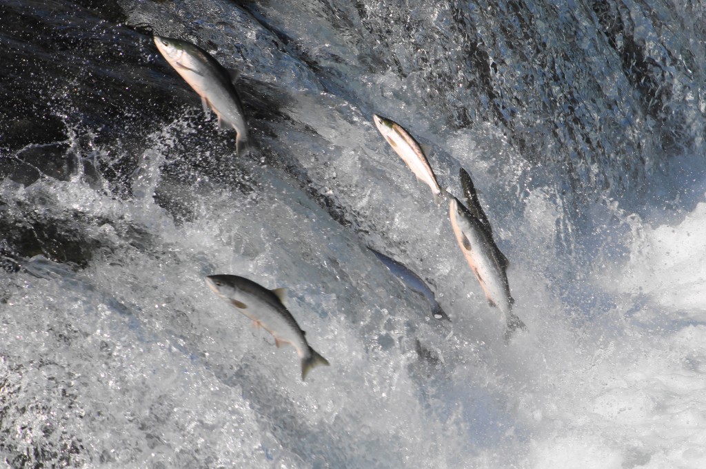Salmon Jumping Falls (NPS/D. Jacob)